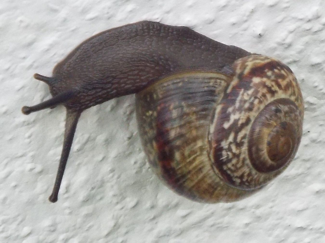 Chiocciole da identificare: Arianta arbustorum